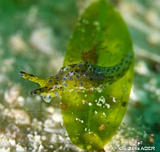 Oxynoe viridis Oxynoe verte - Elysie orange a tache bleu-Liwutonkidi Jetty beach-19m-20180604-Denis-ADER-DSC_4134_tn